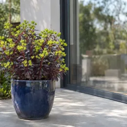 Euphorbe des bois 'Purpurea' (Euphorbia amygdaloides) — plante au feuillage sombre et fleurs jaunes en pot · Photo d'illustration