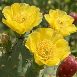 Oponce de l'est 'Point pelee' (Opuntia humifusa) — grandes fleurs jaunes ouvertes sur cactus plat · Photo d'illustration
