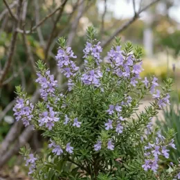 Westringia 'Blue gem(tm)' (Westringia fruticosa) — arbuste compact couvert de petites fleurs mauves