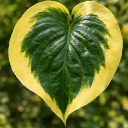 Lis plantain 'Twilight' (Hosta fortunei) — feuille cordiforme panachée vert foncé et jaune · Photo d'illustration