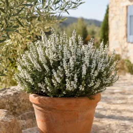 Bruyère 'White perfection' (Erica) — buisson compact aux petites fleurs blanches en pot · Photo d'illustration