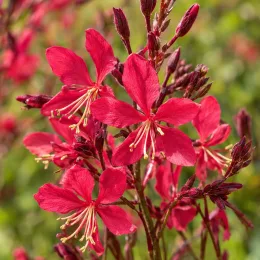 Gaura rose 'Siskiyou red' (Gaura lindheimeri) — grappes de fleurs rouges aux étamines jaunes · Photo d'illustration