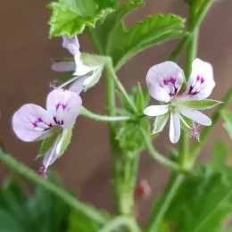 Géranium au parfum de citron (Pelargonium scabrum) — petites fleurs délicates à cœur violet vif