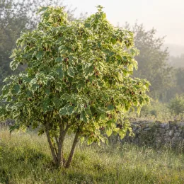 Mûrier blanc panaché 'Papers doll' (Morus alba) — arbuste au feuillage panaché portant des fruits · Photo d'illustration