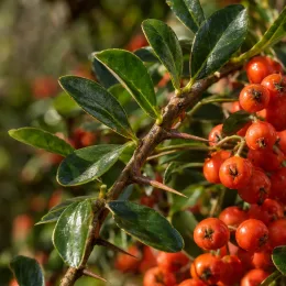 Buisson-ardent 'Mohave' (Pyracantha) — photo 3
