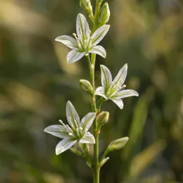Succulente (Haworthia cymbiformis) — grappe de petites fleurs étoilées blanc verdâtre · Photo d'illustration