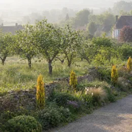 Épine-vinette de thunberg 'Torchd'or' (Berberis thunbergii) — massif de graminées et arbustes jaunes le long d’un muret · Photo d'illustration