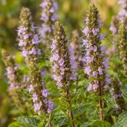 Menthe chartreuse 'Chartreuse' (Mentha × piperita) — épis floraux violets au-dessus d’un feuillage vert · Photo d'illustration