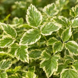 Herbe aux goutteux panachée 'Variegata' (Aegopodium podagraria) — feuillage panaché vert bordé de crème · Photo d'illustration
