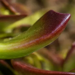 Succulente 'Surreal vortex' (Semponium) — gros plan sur feuille charnue bicolore courbée · Photo d'illustration