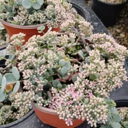 Sédum de siebold 'Bright pink' (Sedum sieboldii) — touffe de tiges charnues en pot plastique