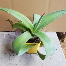 Agave Américaine (Agave américana) — jeune plante succulente vert pâle en pot carré · Godet