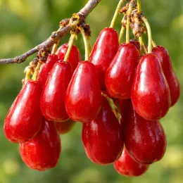 Cornouiller mâle à gros fruits 'Schönbrunner gourmet dirndl' (Cornus mas) — grappe de fruits rouges allongés bien mûrs · Photo d'illustration