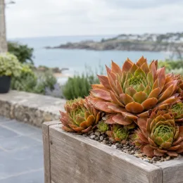 Succulente 'Copper canyon' (Sempervivum) — rosette de succulente brune dans bac en bois · Photo d'illustration