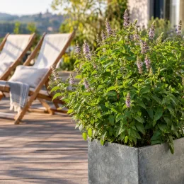 Menthe ricqles 'Ricqles' (Mentha × piperita) — plante aromatique fleurie en bac sur terrasse · Photo d'illustration