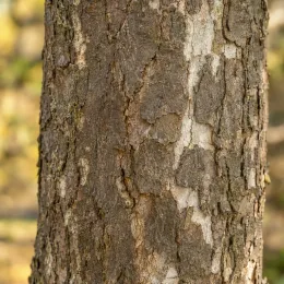 Érable sycomore 'Simon louis frères' (Acer pseudoplatanus) — tronc d’arbre en gros plan, écorce fissurée · Photo d'illustration
