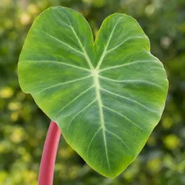 Oreille d'éléphant à tige rose 'Pink china' (Colocasia esculenta) — grand limbe vert en forme de cœur · Photo d'illustration