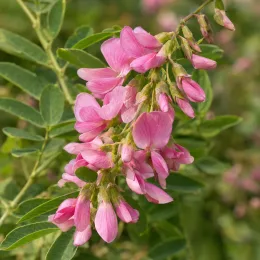 Indigotier rose (Indigofera heterantha) — grappes de fleurs roses sur feuillage vert