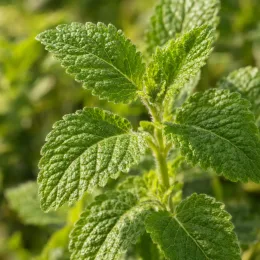 Mélisse citronnelle (Melissa officinalis) — gros plan sur feuilles gaufrées vertes · Photo d'illustration
