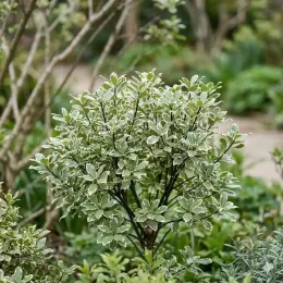 Pittospore 'Diana' (Pittosporum tenuifolium) — arbuste dense au feuillage panaché vert et crème