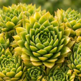 Joubarbe jaune tendre 'Leon yellow' (Sempervivum) — rosettes succulentes serrées vert jaune en gros plan · Photo d'illustration