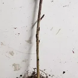 Fruitier 'Burka' (Sorbus fallax) — jeune tige nue avec racines apparentes · Godet
