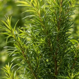 Bourdaine 'Ron williams' (Rhamnus frangula) — ramure dense aux feuilles étroites brillantes · Photo d'illustration