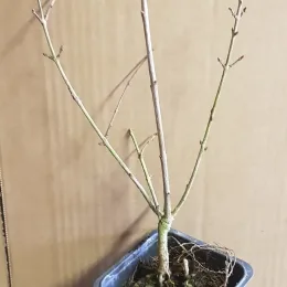 Grenadier à fruit 'Teheran' (Punica granatum) — jeune plant nu en pot plastique · Godet