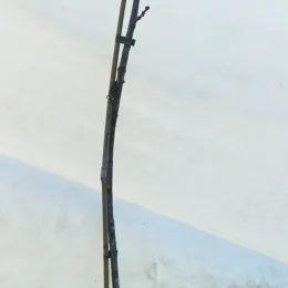 Châtaignier marrone di marradi 'Marrone di marradi' (Castanea savita) — jeune arbuste greffé sans feuilles sur tuteur · Pot 8L Baliveau