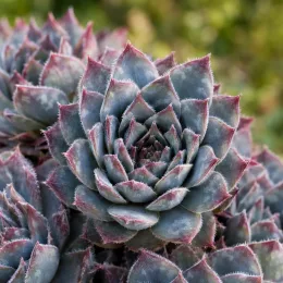 Joubarbe à rosette bleu 'Berry blues' (Sempervivum) — gros plan de rosette succulente aux pointes rouges · Photo d'illustration
