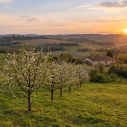 Prunier saint julien inrae 'St julien inrae' (Prunus domestica) — rangée d'arbres en fleurs au coucher du soleil · Photo d'illustration