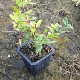 Grenadier à fleurs 'Parfianka' (Punica granatum) — jeune plant en pot plastique sur sol nu · Godet