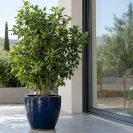 Thé du paraguay (Ilex paraguariensis) — grand arbuste en pot sur terrasse moderne · Photo d'illustration