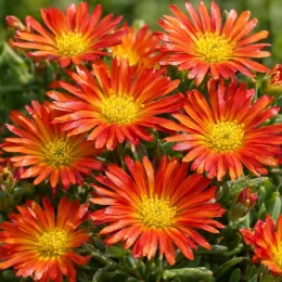 Pourpier vivace 'Fire' (Delosperma) — fleurs rayonnantes orange et jaunes en gros plan · Photo d'illustration