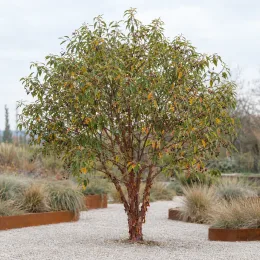 Cerisier du tibet (Prunus serrula) — petit arbre à tronc brun brillant isolé