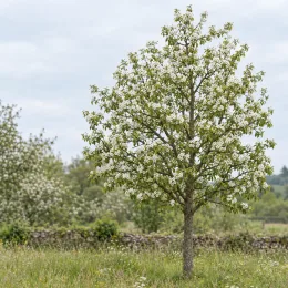 Poirier commun 'Kirchensaller' (Pyrus communis) — arbre isolé en fleurs dans une prairie · Photo d'illustration