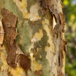 Platane d'orient à feuilles en coins 'Var. cuneata' (Platanus orientalis) — tronc d'arbre à écorce qui s'exfolie · Photo d'illustration
