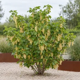 Groseillier à grappes 'Blanka' (Ribes rubrum) — arbuste fruitier avec nombreuses grappes claires au jardin · Photo d'illustration