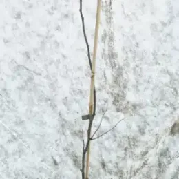 Cognassier d'angers 'Angers' (Cydonia oblonga) — jeune arbre dénudé tuteuré en pot noir · Pot 8L Baliveau