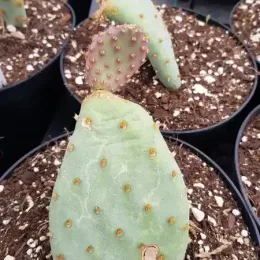 Cactée 'Golden carpet' (Opuntia basilaris) — raquette de cactus jeune dans substrat drainant · Pot 2.5L