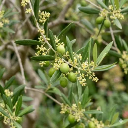 Olivier d'europe 'Negrette' (Olea europaea) — rameau avec feuilles étroites et olives vertes