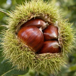 Châtaigner 'Precoce migoule' (Castanea sativa) — bogue ouverte laissant voir plusieurs châtaignes brillantes · Photo d'illustration