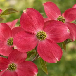 Cornouiller à fleurs américain 'Rubra' (Cornus florida) — gros plan sur inflorescences rouges ouvertes · Photo d'illustration