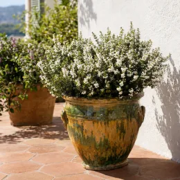Bruyère 'White perfection' (Erica) — arbuste aux petites fleurs blanches en pot patiné · Photo d'illustration