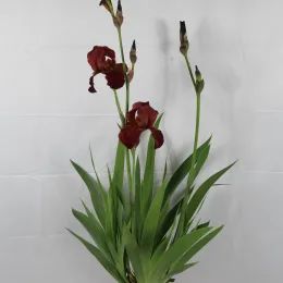 Iris d'allemagne 'Vitafire lie de vin' (Iris germanica) — touffe d’iris à grandes tiges florales · Pot 25L