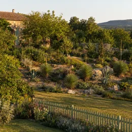 Dasylire 'Dr arroyo' (Dasylirion quadrangulatum) — massif de plantes xérophiles devant maison en pierre · Photo d'illustration