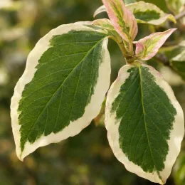 Cornouiller à fleurs américain 'Cherokee daybreak' (Cornus florida) — gros plan sur feuilles panachées vert et crème