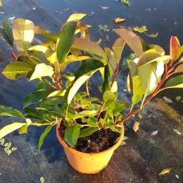 Photinia 'Red robin' (Photinia fraseri) — jeune arbuste en pot sur sol plastifié · Pot 3L Touffe