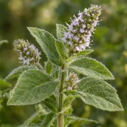 Menthe figue 'Figue' (Mentha spicata) — épi floral mauve au-dessus de feuilles duveteuses · Photo d'illustration