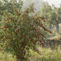 Goumi du japon à baies rouges 'Sweet scarlet' (Eleagnus multiflora) — arbuste chargé de petites baies rouges au jardin · Photo d'illustration